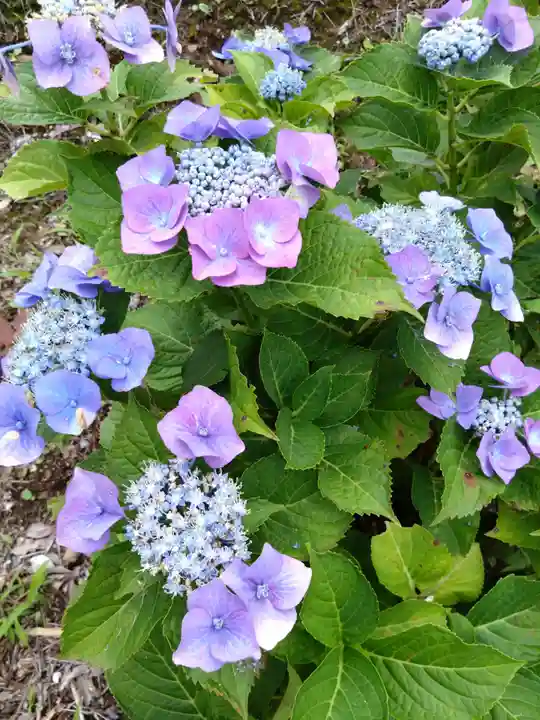 河内阿蘇神社の自然