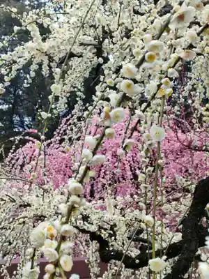 結城神社の庭園