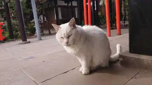 愛宕神社の動物