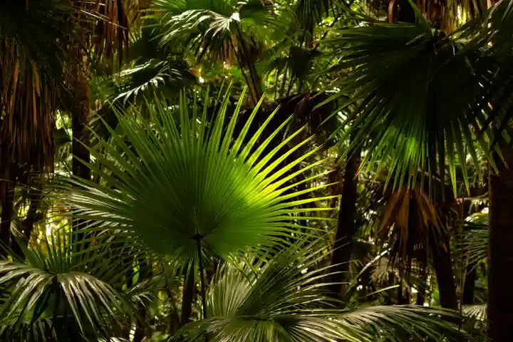 青島神社(青島神宮)(宮崎県)