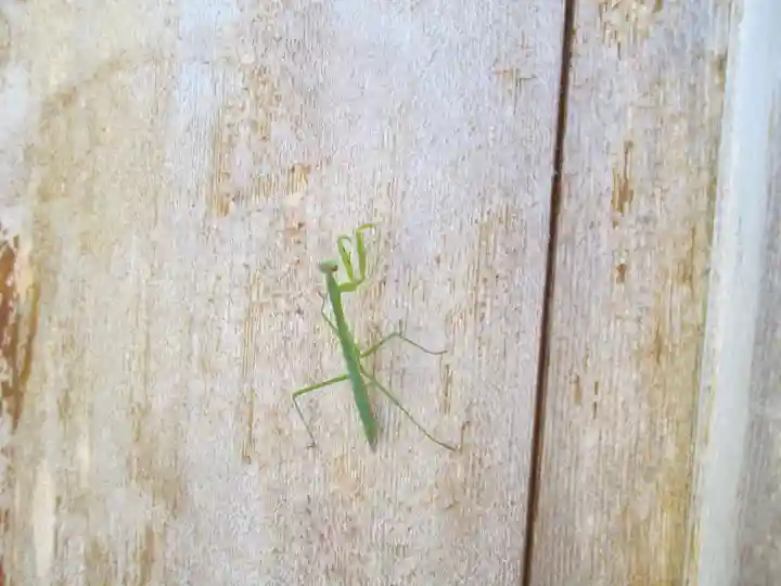 屋久島大社の動物