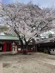 前原御嶽神社の自然