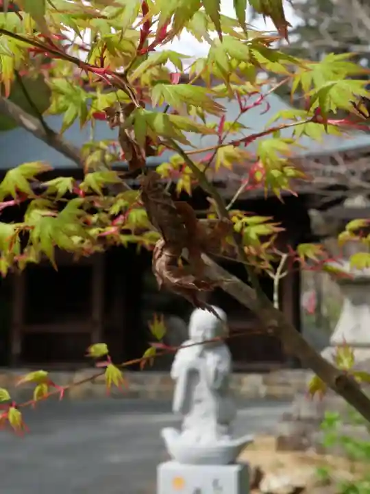 普門寺(切り絵御朱印発祥の寺)の自然
