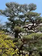 妙顯寺（妙顕寺）の自然