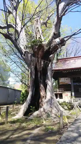 大鷲神社の自然