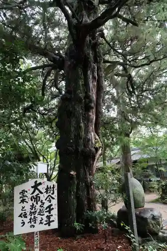 浄瑠璃寺の自然