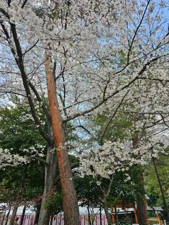 櫻木神社(千葉県)