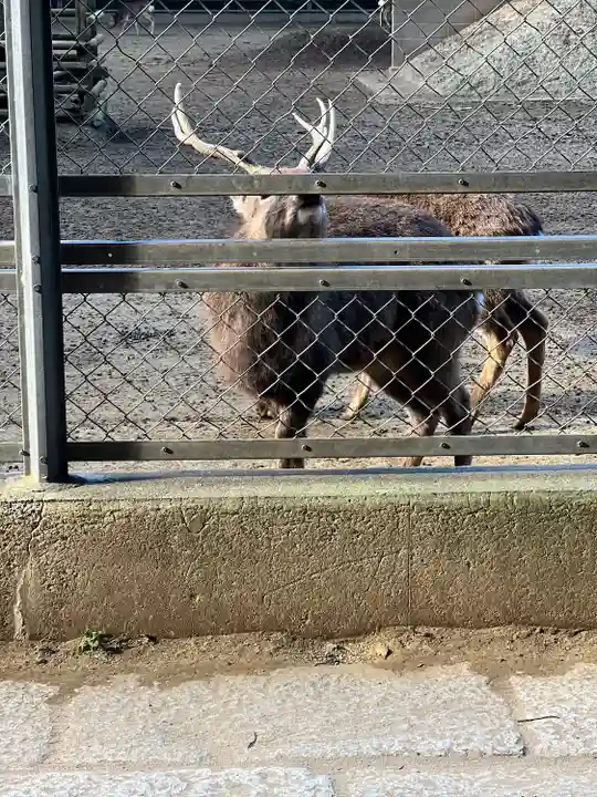 鹿島神宮の動物