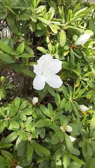 西方山極楽寺の自然