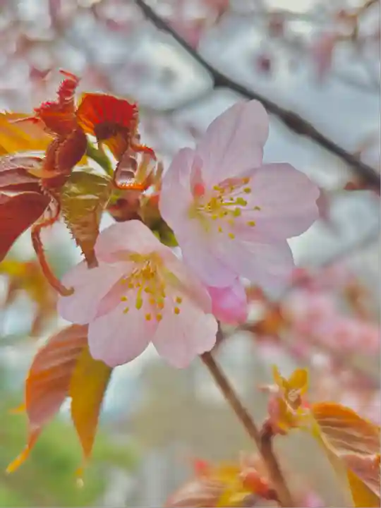 鷹栖神社の自然