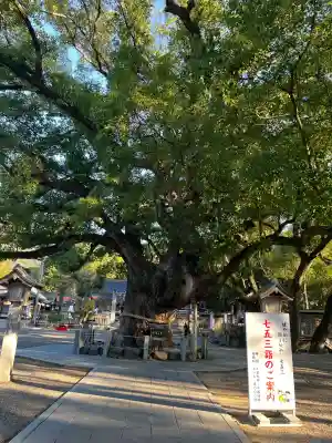 大麻比古神社(徳島県)