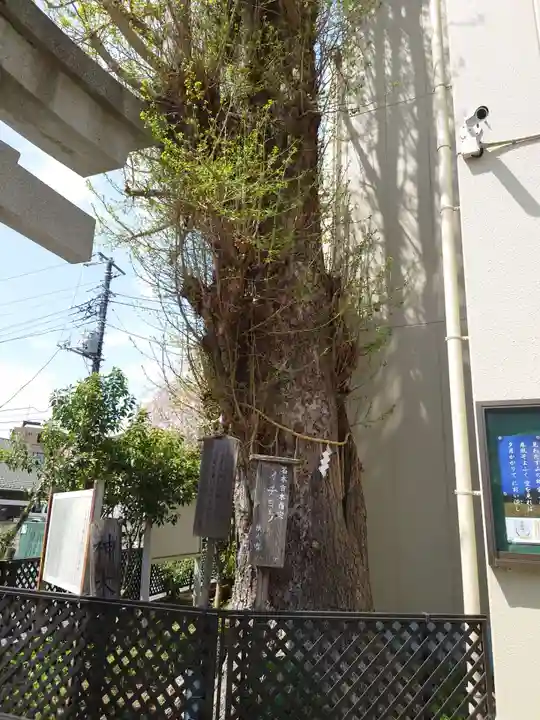 根岸八幡神社の自然
