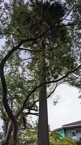 中川熊野神社の自然