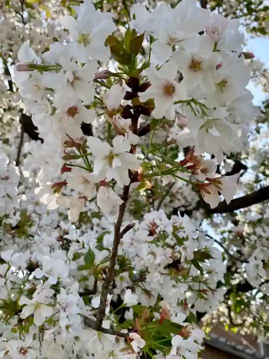 闘鶏神社(和歌山県)