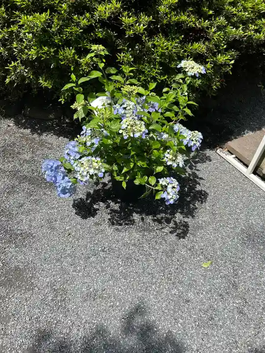 阿佐ヶ谷神明宮(東京都)