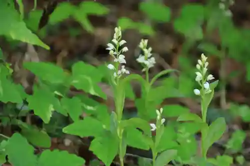 滑川神社 - 仕事と子どもの守り神の自然
