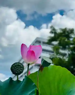 福井神社(福井県)