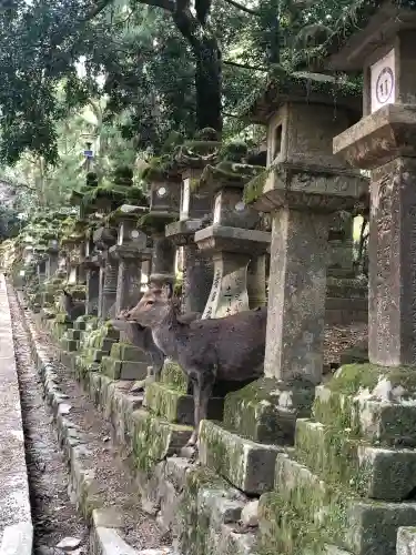 春日大社(奈良県)