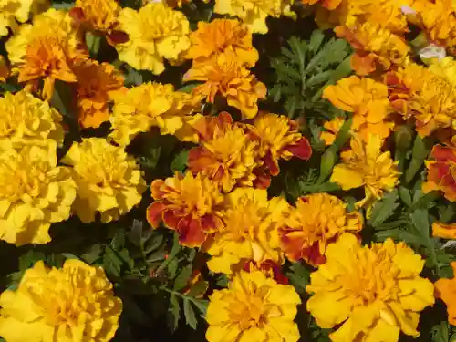 宇都母知神社(神奈川県)