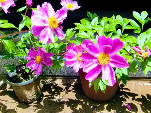 麻賀多神社の自然