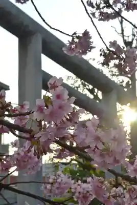 桜神宮(東京都)