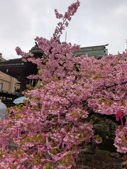 桜神宮(東京都)