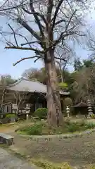 法華寺の自然