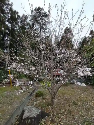 金藏寺の庭園