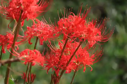 阿久津「田村神社」（郡山市阿久津町）旧社名：伊豆箱根三嶋三社の自然