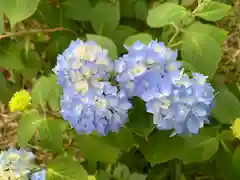 普門寺(切り絵御朱印発祥の寺)(愛知県)