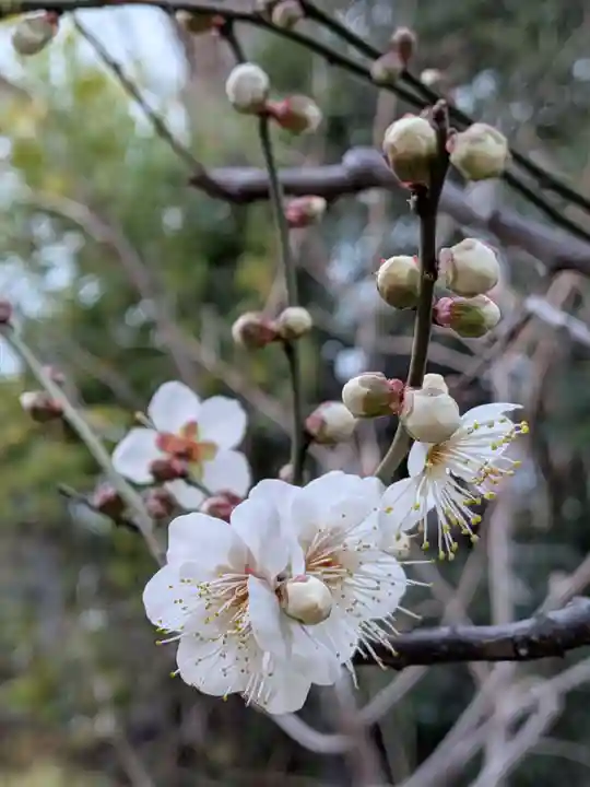 成子天神社(東京都)