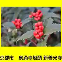 一條殿 新善光寺の自然