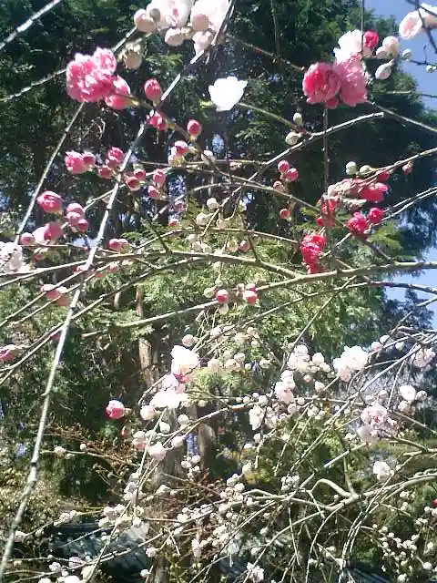 安國論寺(安国論寺)の自然