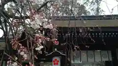 平野神社の自然