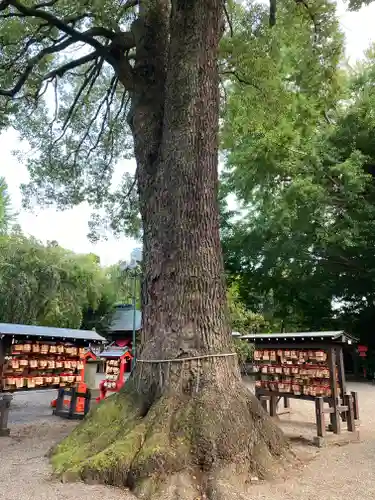 冠稲荷神社の自然