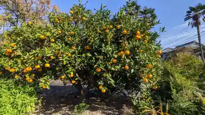 光専寺(愛知県)