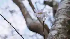 光明寺瑠璃光院の自然