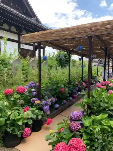 般若寺 ❁﻿コスモス寺❁(奈良県)