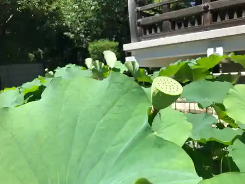 寛永寺開山堂の自然