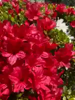 多治速比売神社の庭園