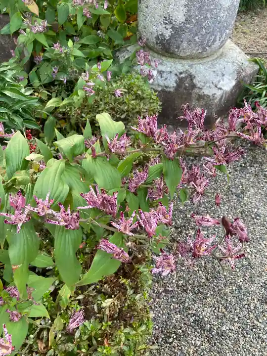 沙沙貴神社の自然
