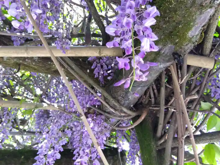 總社 和田八幡宮(福井県)