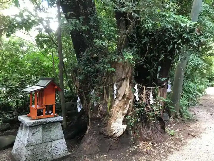 津八幡宮の自然