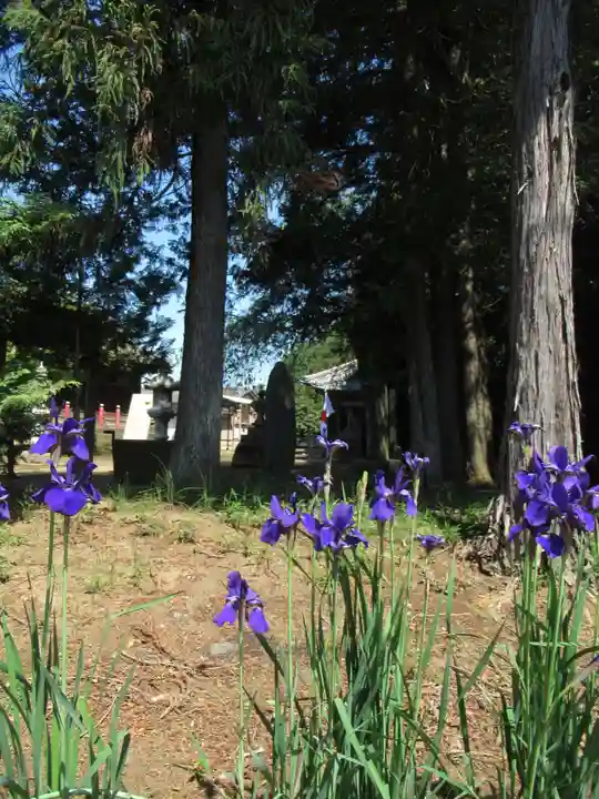 伏木香取神社(茨城県)