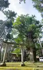 池大神社の鳥居