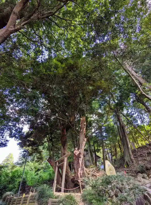 常陸國總社宮の自然