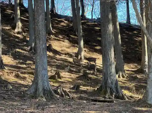 三峯神社(埼玉県)