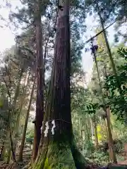 日吉大社の自然