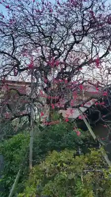 住吉神社の{uncategorized: "未分類", other: "その他", undefined: "問題あり", building: "その他建物", grave: "お墓", sacred_gate: "鳥居", guardian: "狛犬", statue: "像", buddha: "仏像", history: "歴史", nature: "自然", garden: "庭園", animal: "動物", pagoda: "塔", temizu: "手水舎", mountain_gate: "山門・神門", sanctuary: "本殿・本堂", subordinate: "末社・摂社", art: "芸術", scenery: "景色", jizo: "地蔵", ema: "絵馬", goshuin: "御朱印", omikuji: "おみくじ", items: "授与品その他", amulet: "お守り", goshuincho: "御朱印帳", eats: "食事", festival: "お祭り", votive_dance: "神楽", shichigosan: "七五三参", wedding: "結婚式", experience: "体験その他", initially: "初詣", around: "周辺", anti_infection: "感染症対策"}