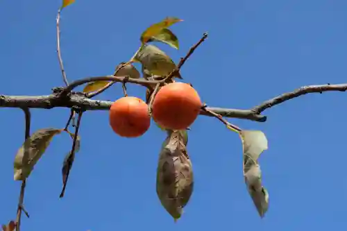 樫本神社（大原野神社境外摂社）(京都府)